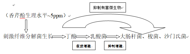 豬6