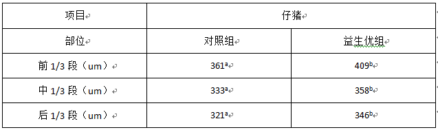豬8